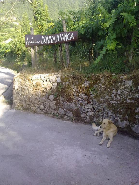 Donna Bianca Alloggio per agriturismo